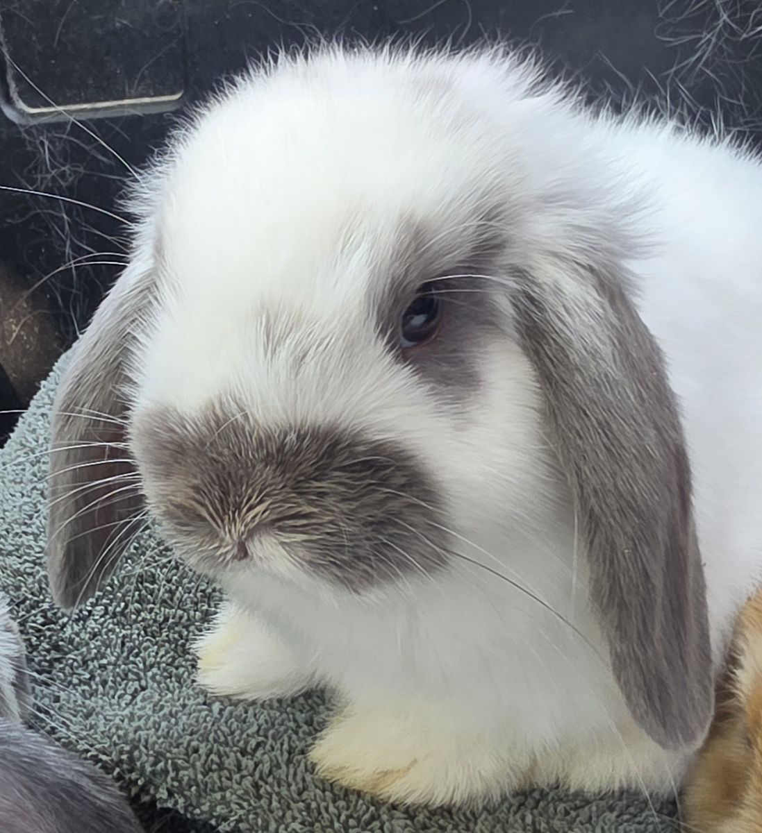 Ready to Hop Home! Adorable Holland Lop Bunnies Ready Now
