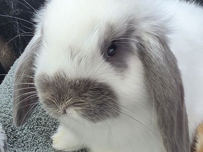 Ready to Hop Home! Adorable Holland Lop Bunnies Ready Now