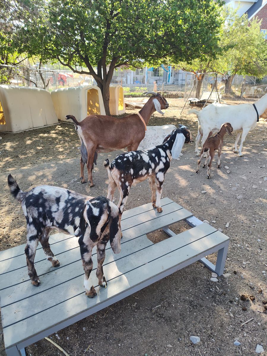 Nubians Bucklings/Wethers