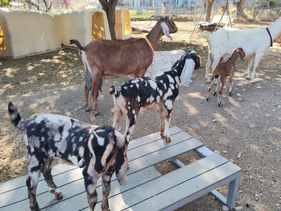 Nubians Bucklings/Wethers