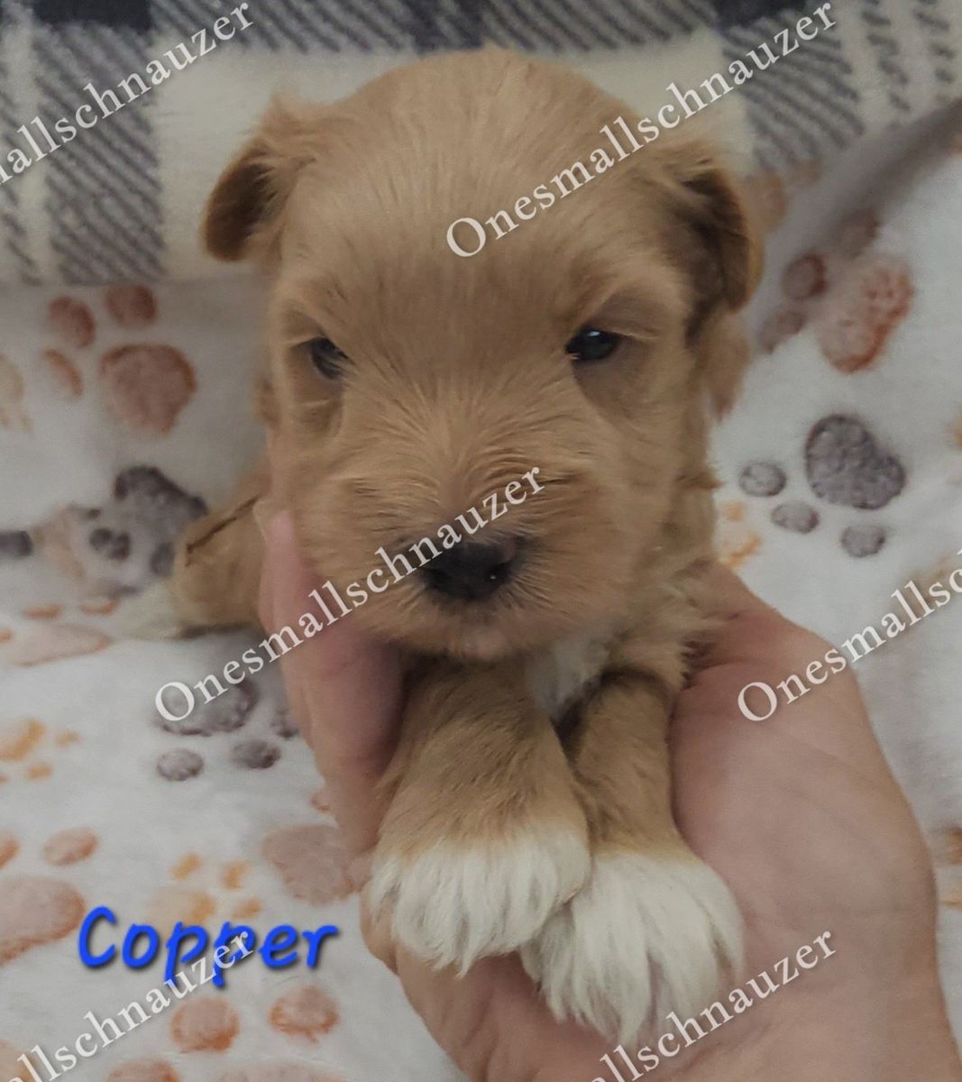 Adorable Copper - Miniature Schnauzer Puppy - Ready for a Loving Home!  Rare Red Wheaton