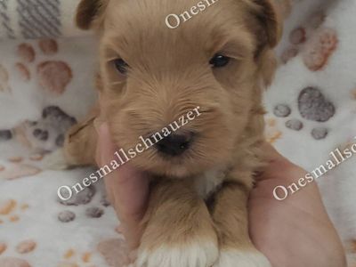 Adorable Copper - Miniature Schnauzer Puppy - Ready for a Loving Home! Rare Red Wheaton