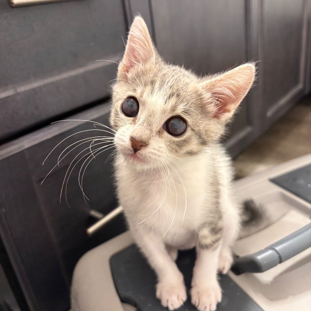 Hello my name is Turmeric