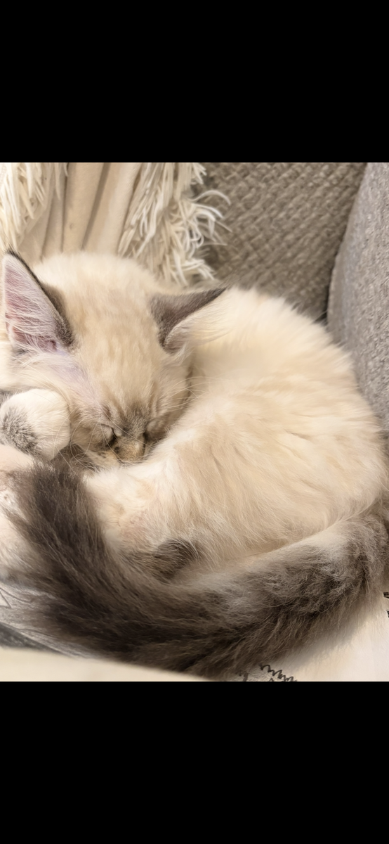 Cats
