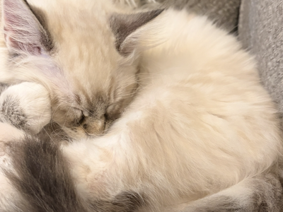 Cats