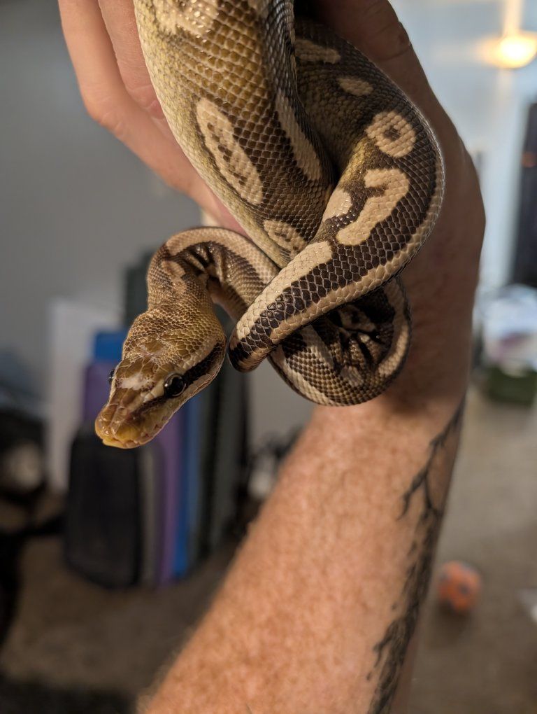(M) pastel Mojave scaleless head ball python