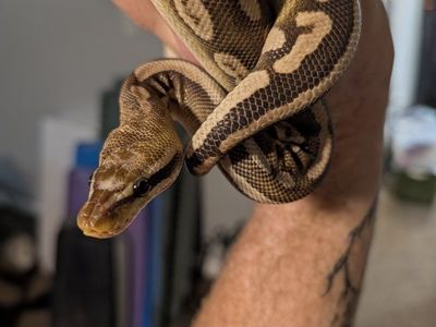 (M) pastel Mojave scaleless head ball python