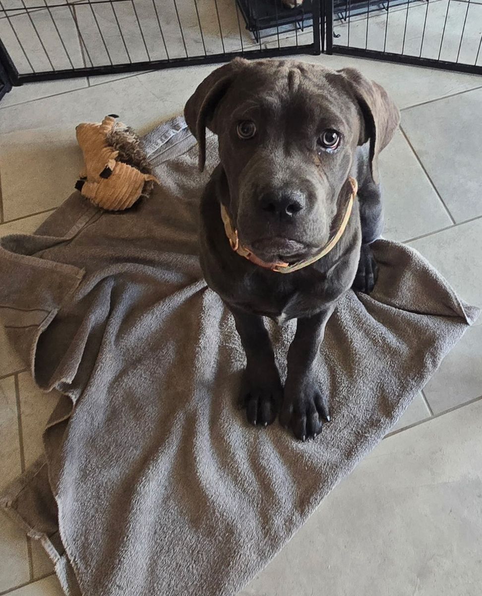 World Champion line Cane Corso puppies for sale!