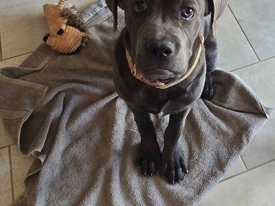 World Champion line Cane Corso puppies for sale!