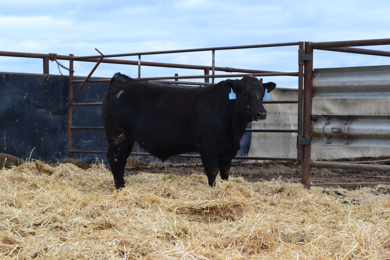 Angus, Hereford, Charolais, Simangus Bulls