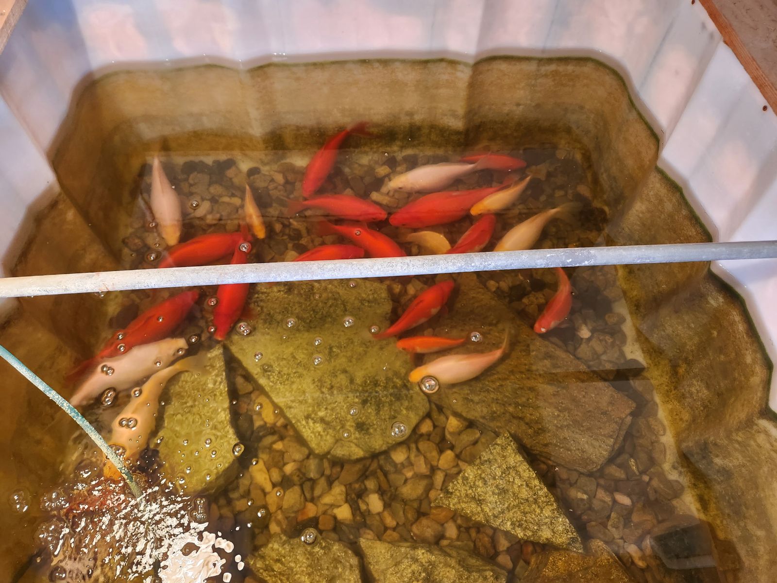 Koi fish to rehome in Plain City