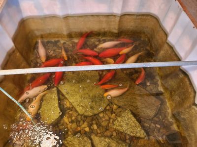 Koi fish to rehome in Plain City
