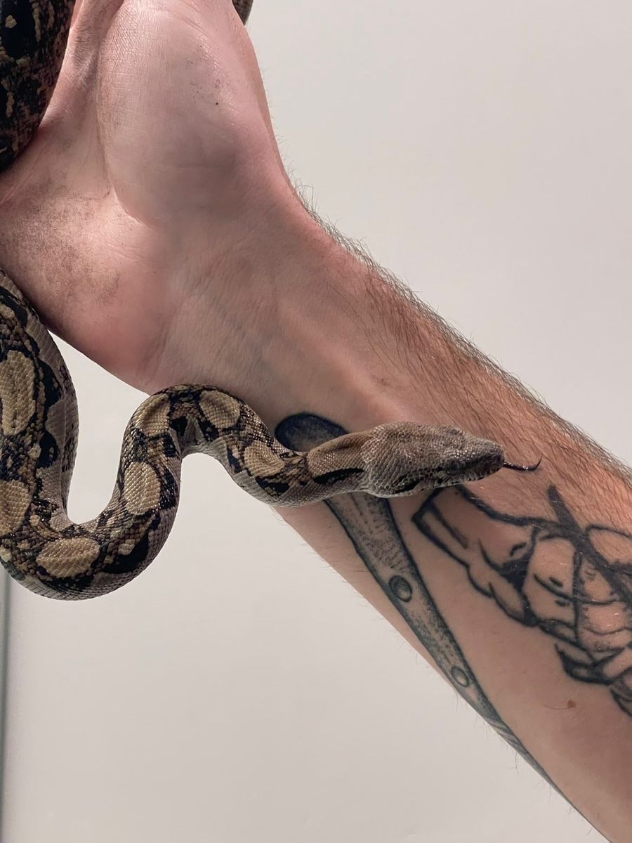 Red Tail Boa For Sale