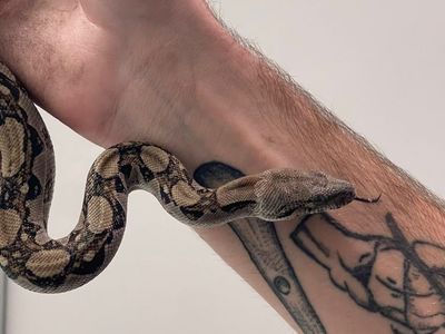 Red Tail Boa For Sale