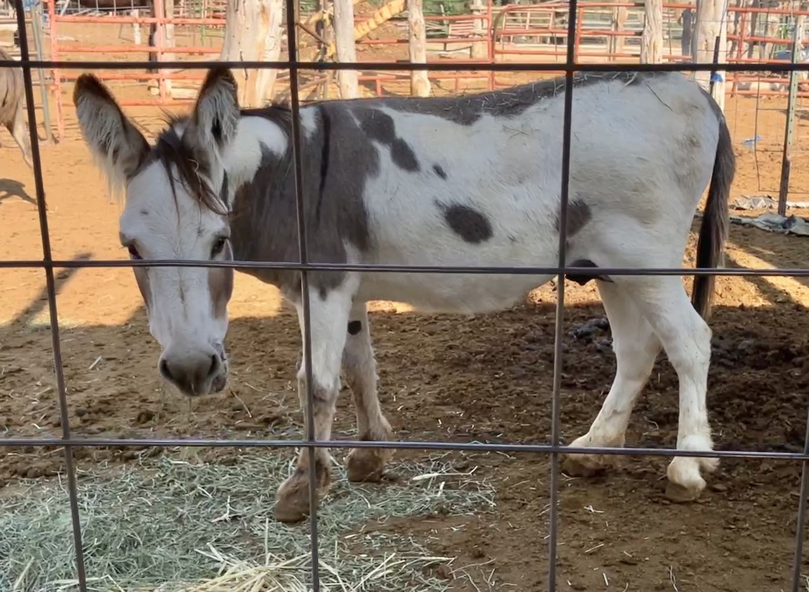 Proven mini donkey jack 