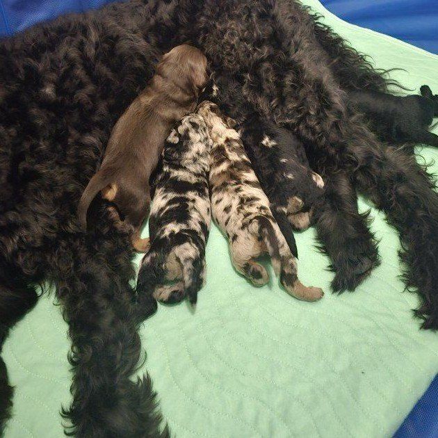 Mini Labradoodle Puppies