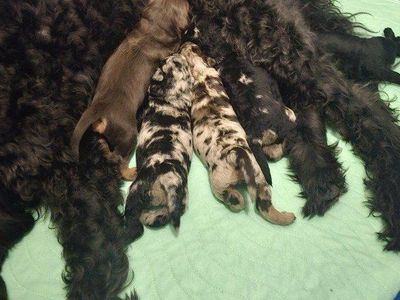 Mini Labradoodle Puppies