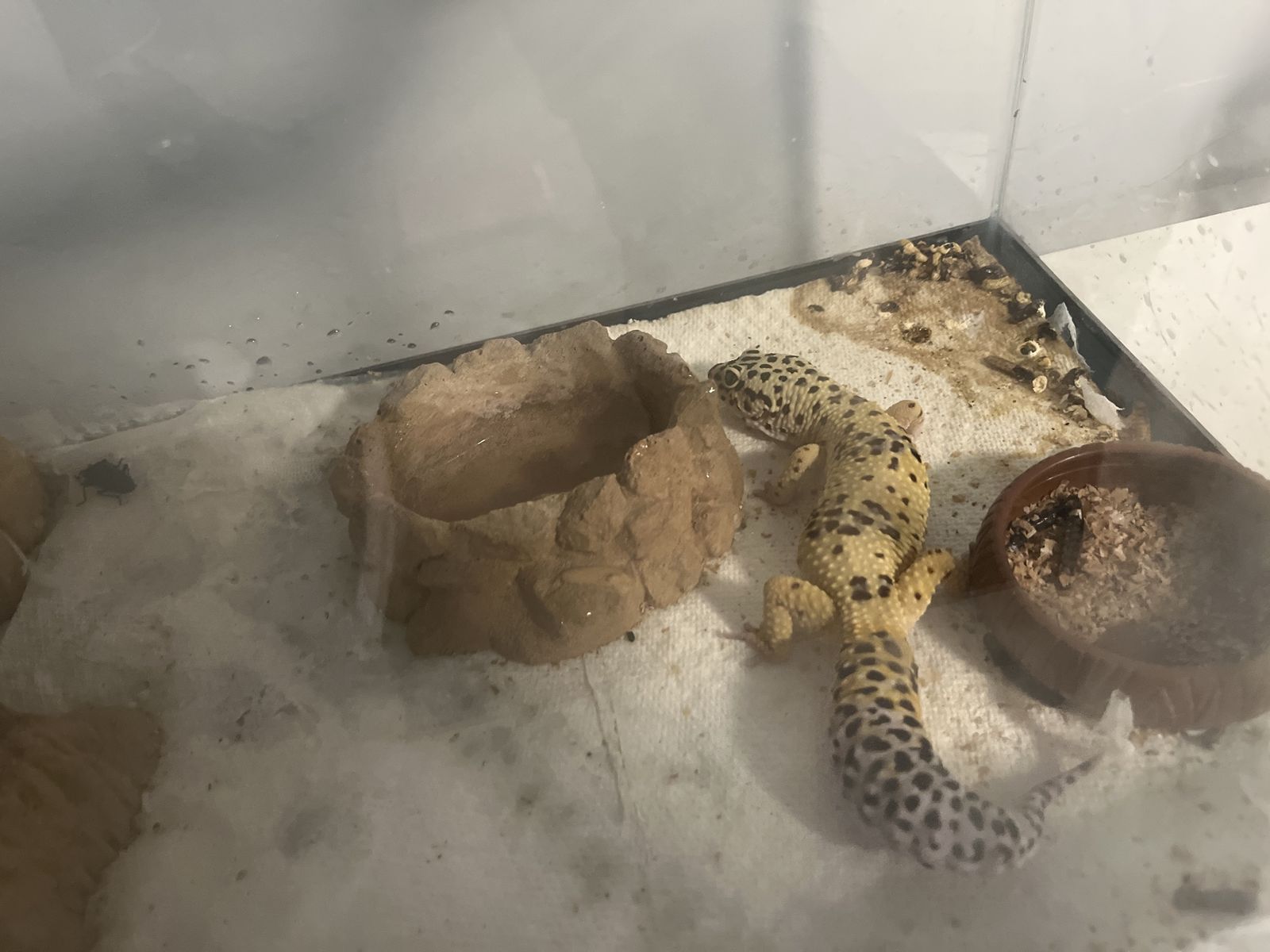 Pet leopard gecko