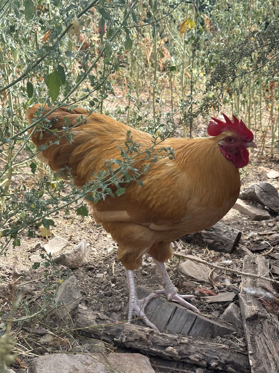 Free Rooster