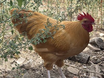 Free Rooster