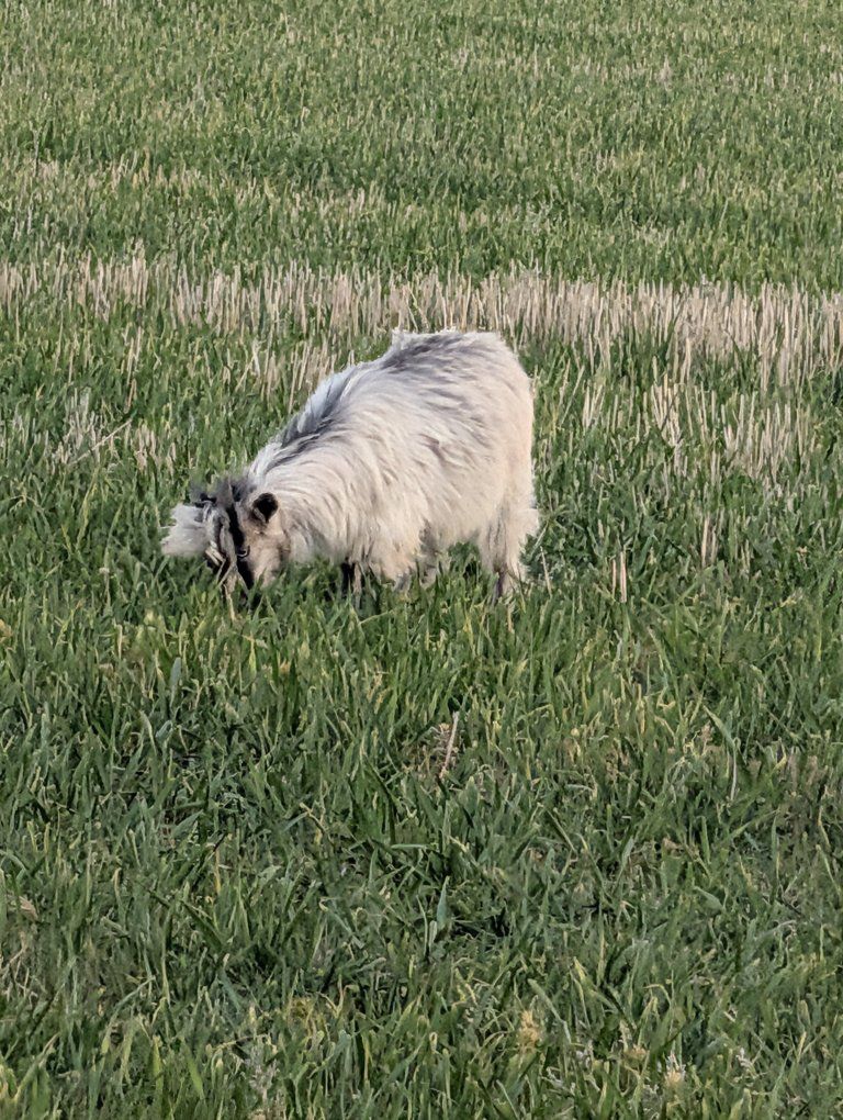 Pure Breed Mini Silkie Fainting Goats