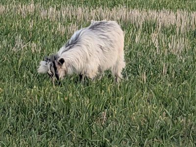 Pure Breed Mini Silkie Fainting Goats