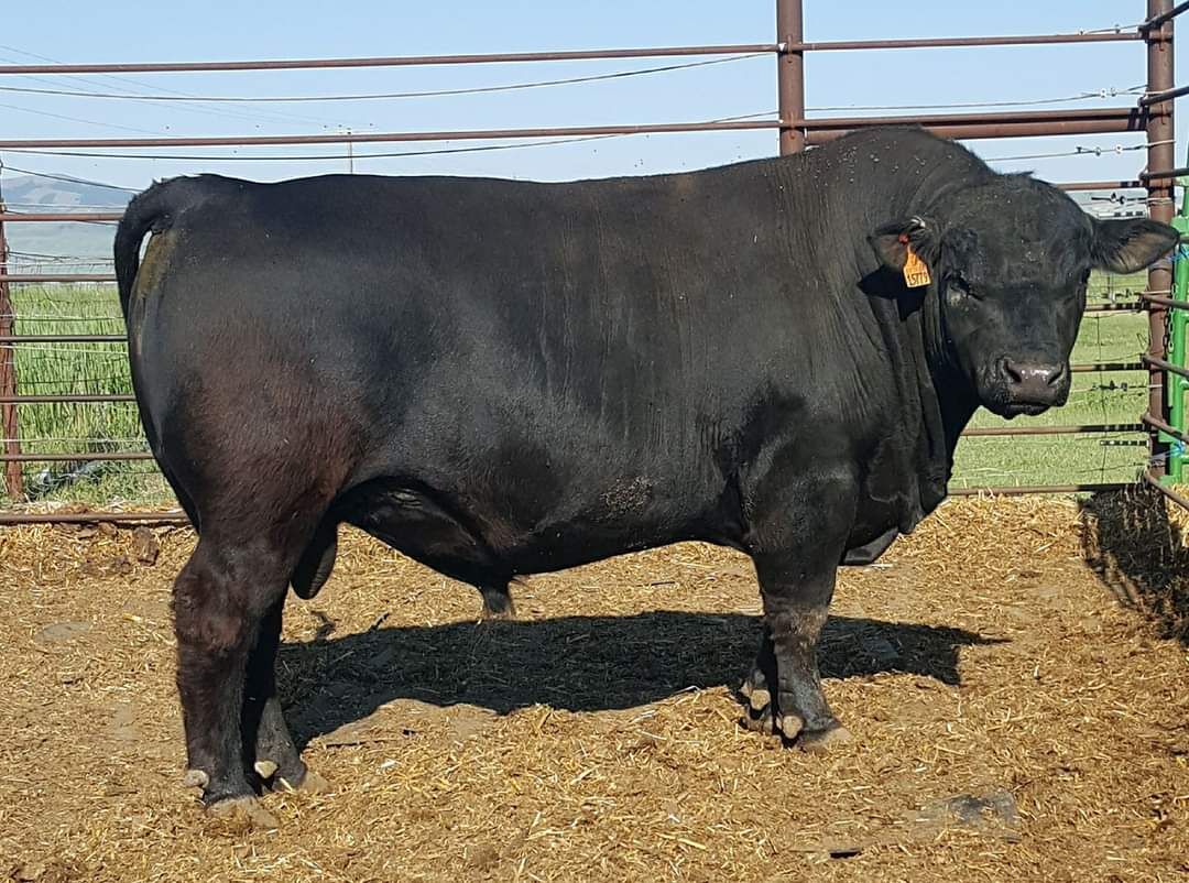 Aberdeen/lowline beef cattle. 7 head
