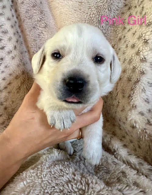 Labrador Retriever Puppies (Cream/White)