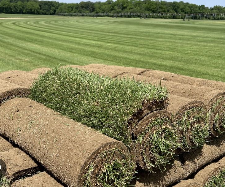 Top Quality Sod