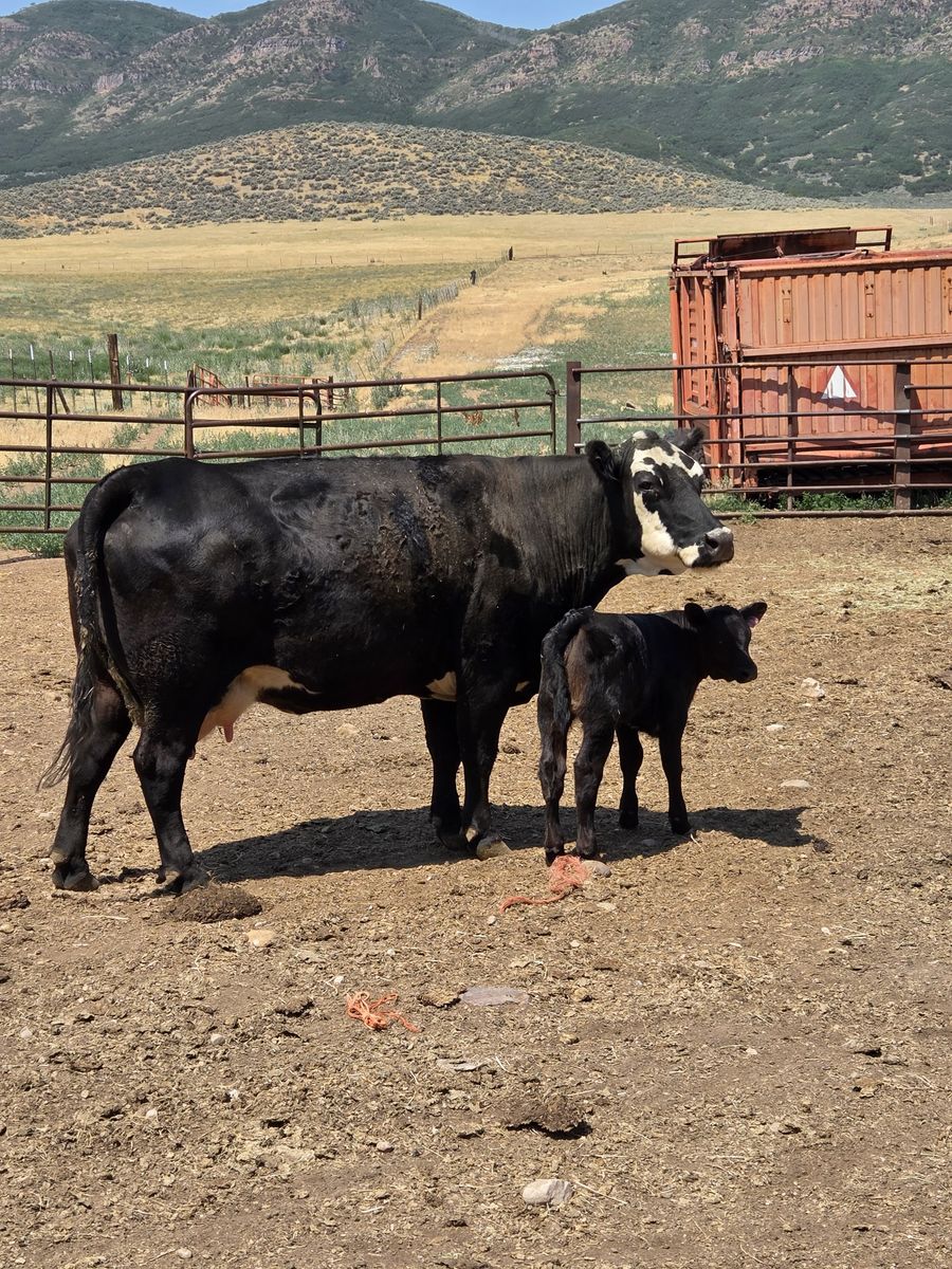 Cow calf pair