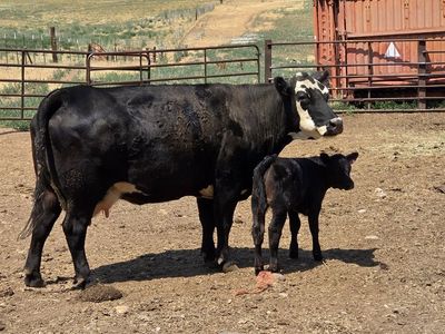 Cow calf pair