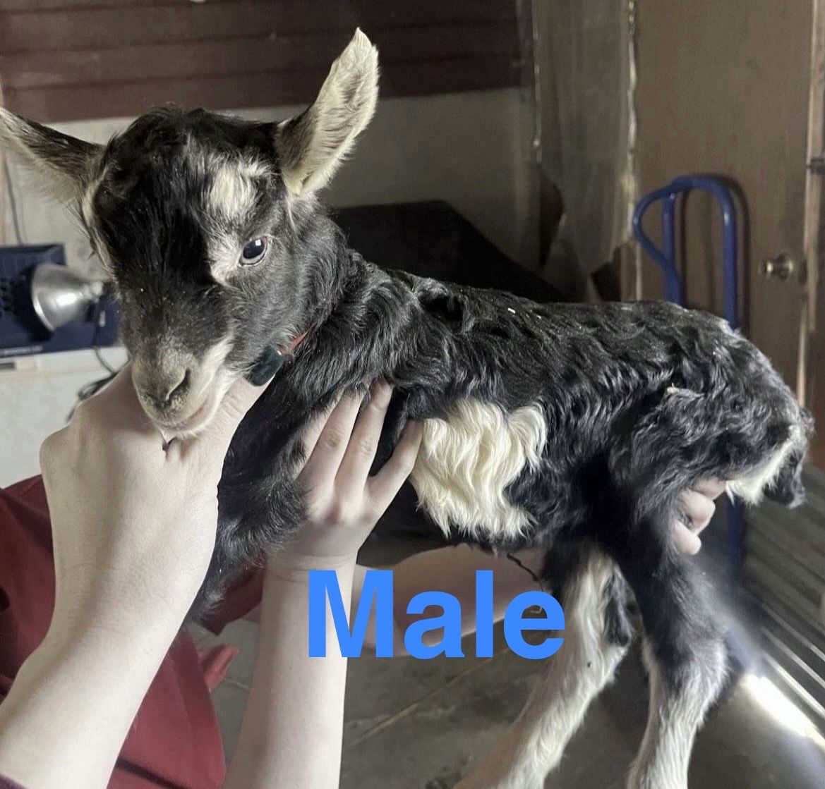 Purebred Alpine Bottle Babies