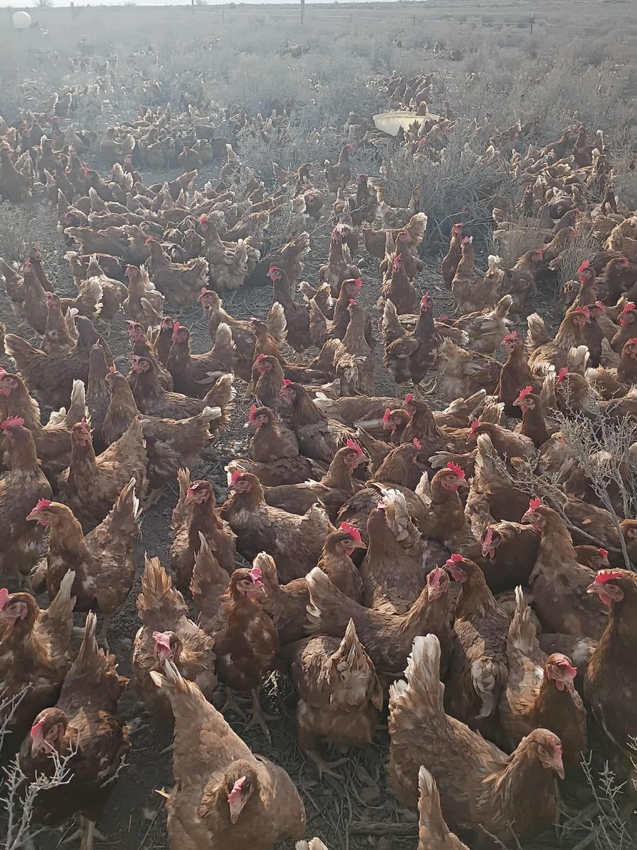 Laying hens