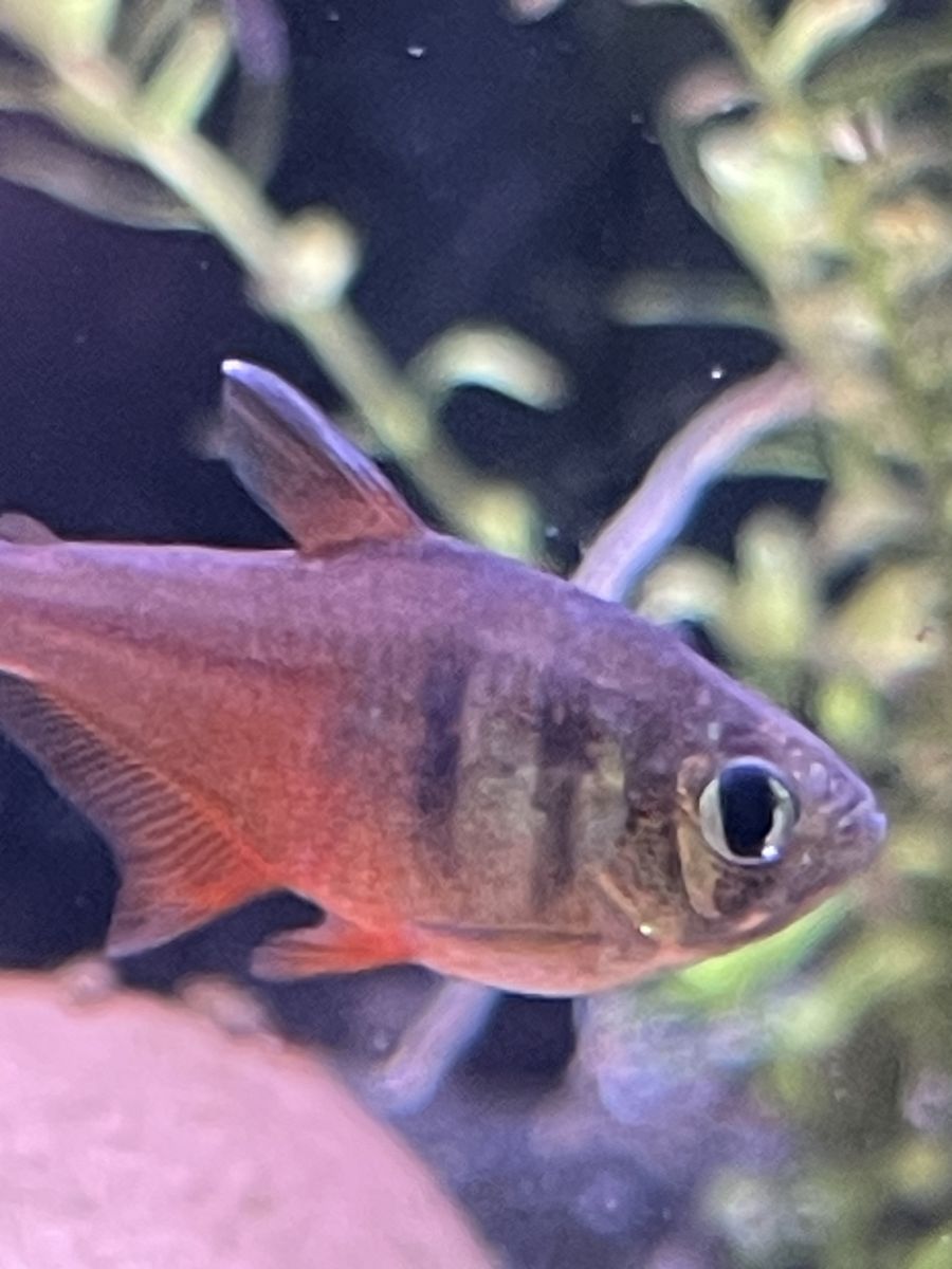 Vonrio Flametail Tetra Group Of 6