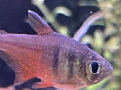 Vonrio Flametail Tetra Group Of 6