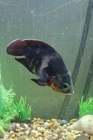 Complete 100 gallon Oscar fish tank set up