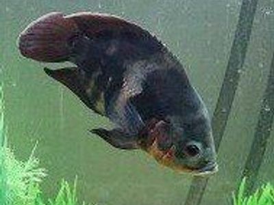 Complete 100 gallon Oscar fish tank set up