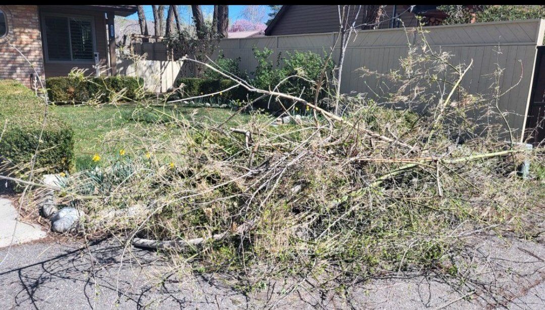 small and medium tree branches ,