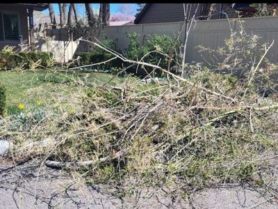 small and medium tree branches ,