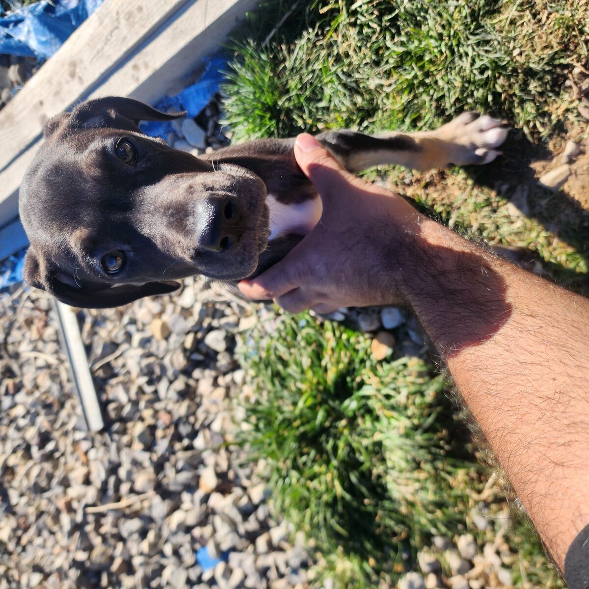 3/8 left, great dane mix puppies OBO