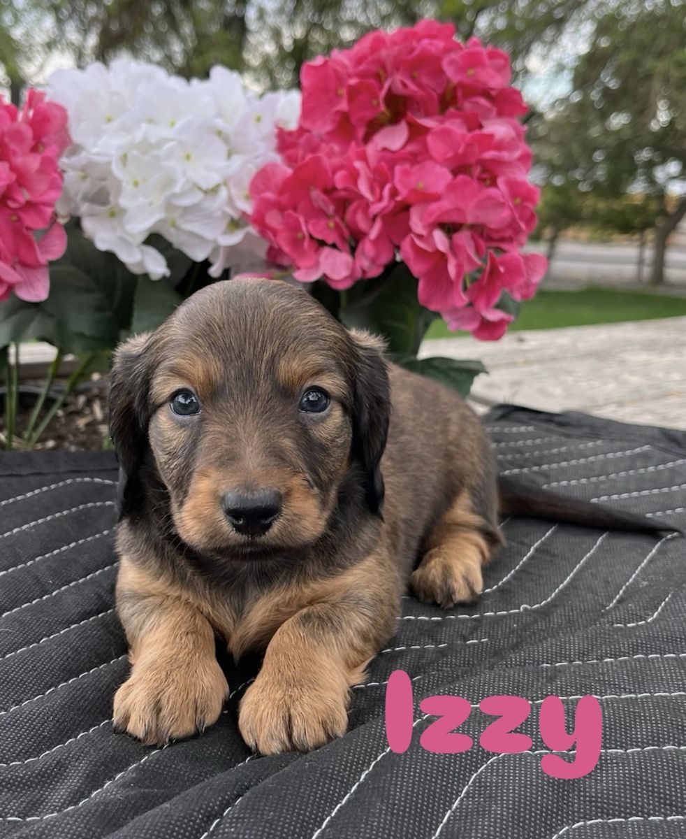Miniature Dachshund Puppies
