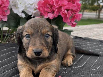 Miniature Dachshund Puppies