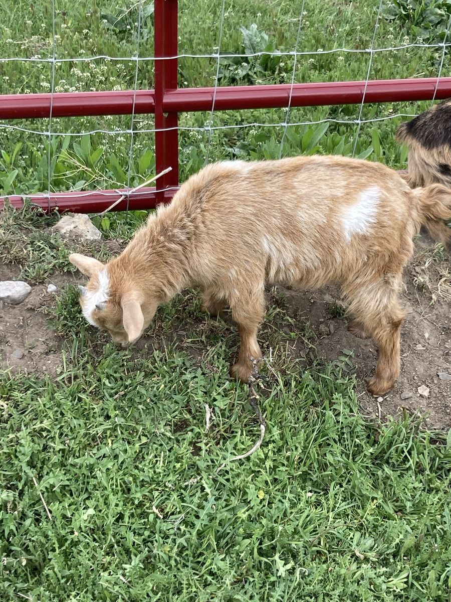 2026 Nigerian dwarf goats