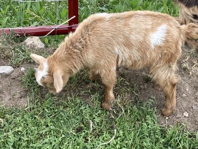 2026 Nigerian dwarf goats