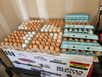 fresh non wash chicken eggs