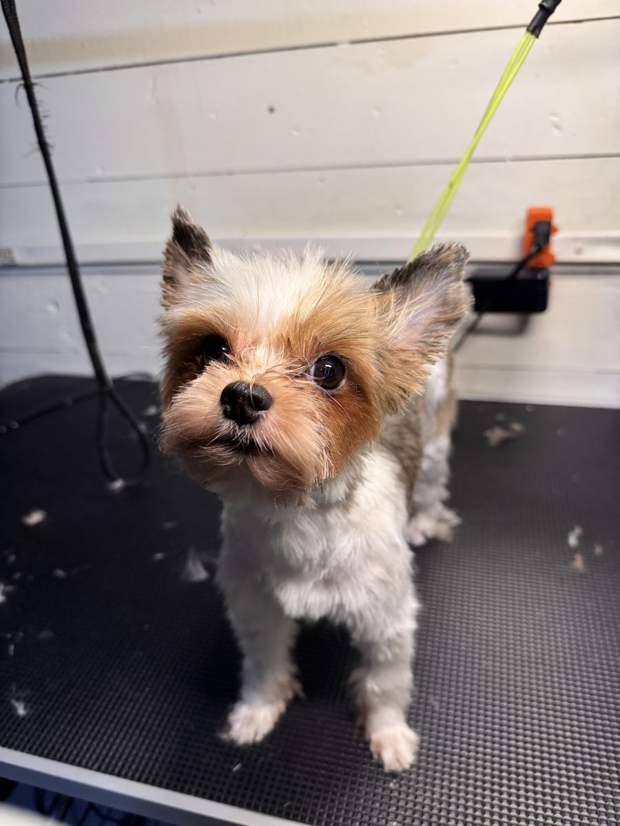 Akc female Yorkie
