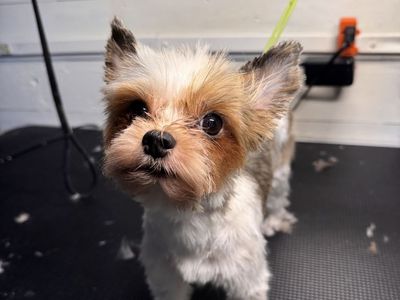 Akc female Yorkie
