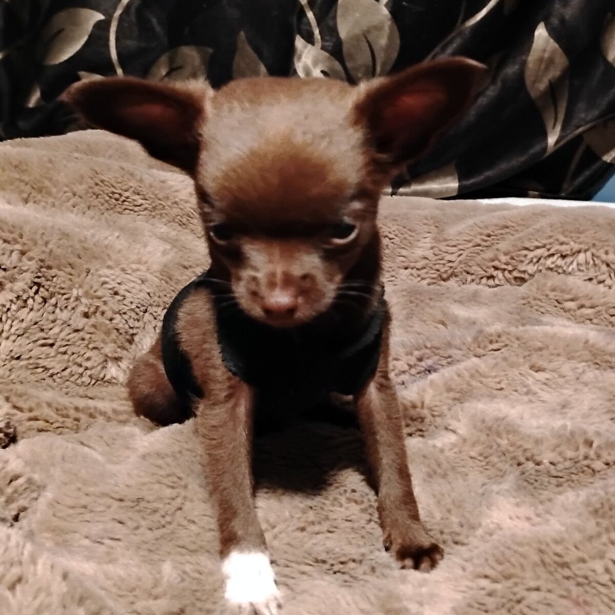 Valentine's teacups Chihuahua