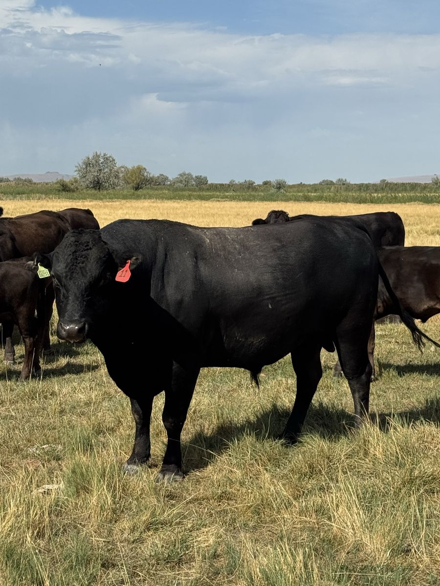 Wagyu Bull