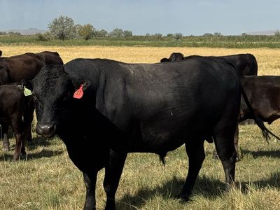 Wagyu Bull